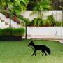 Aberto Design Fox 01 Negro